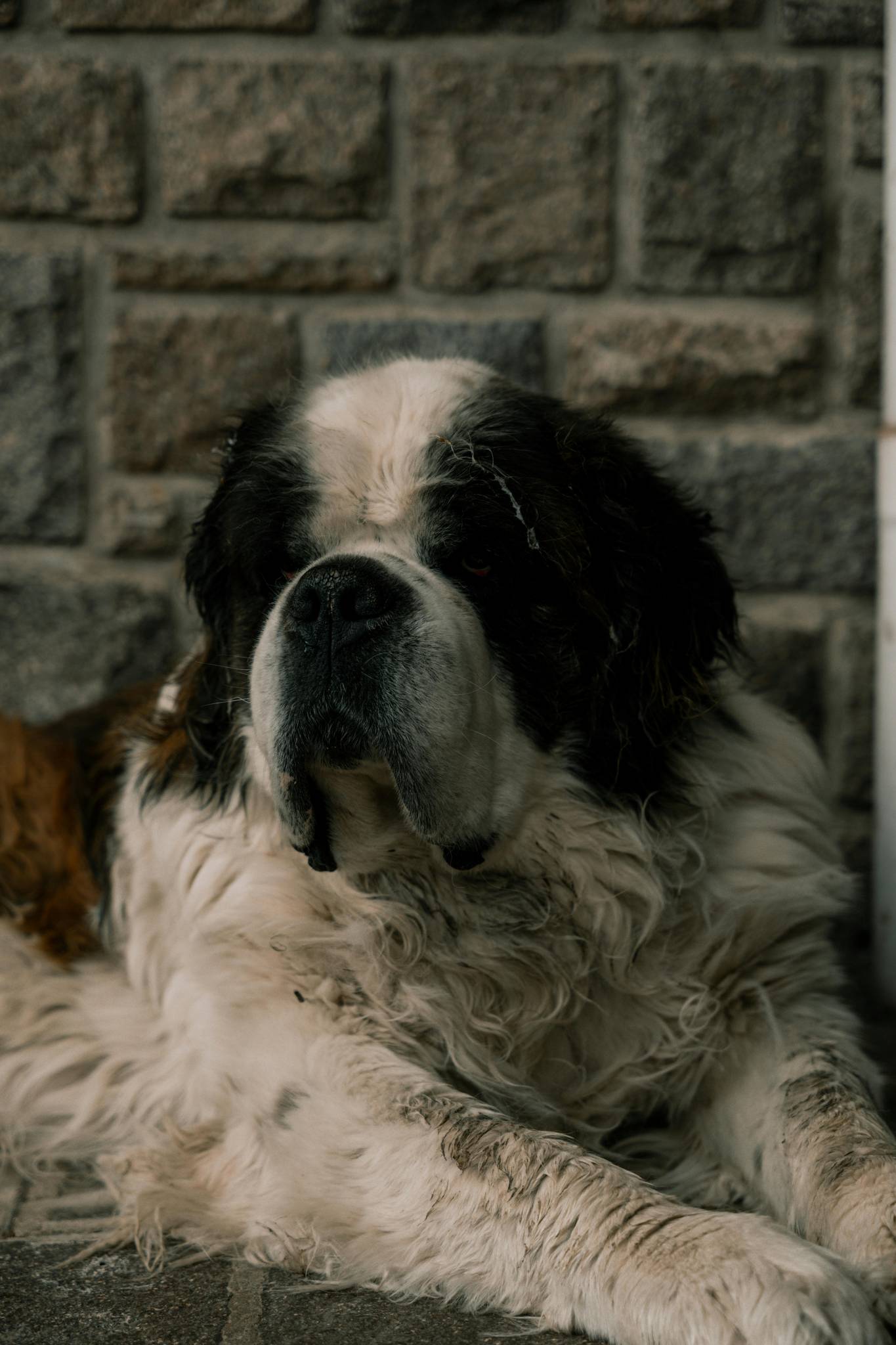 Saint Bernard Breed History