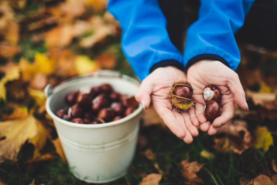 Castagne appena raccolte