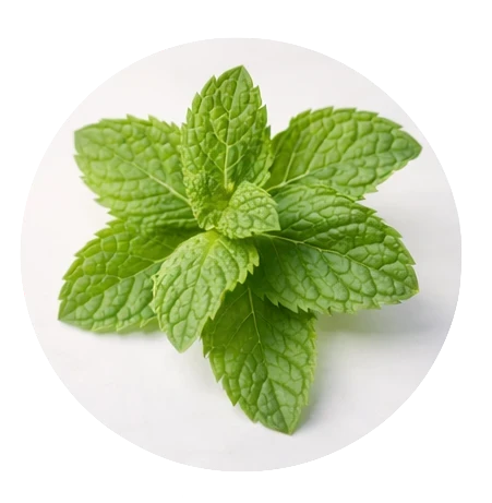 spearmint.png__PID:e692be96-1aca-43ed-b63d-7a8be710345b