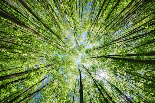 View looking up into a dense green forest canopy with sunlight filtering through tall trees, representing sustainable forestry, renewable fiber sourcing, and regenerative natural materials.