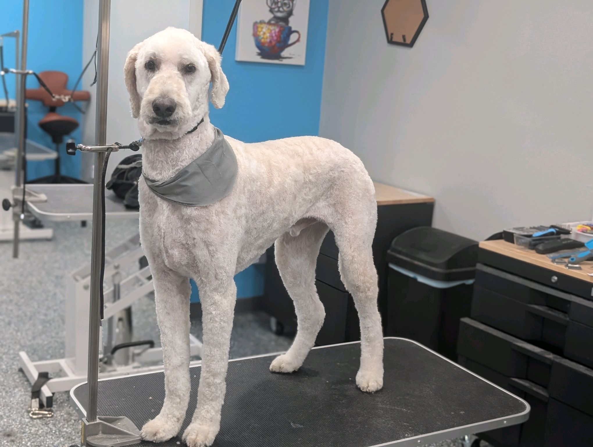 Small Dogs Grooming Gallery Of Photos - Wags To Riches Dog Grooming
