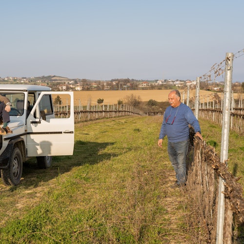 הסברים על זני ענבים