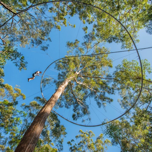 Sydney Ocidental: Bilhetes para Aventura nas Copas das Árvores em Abbotsbury