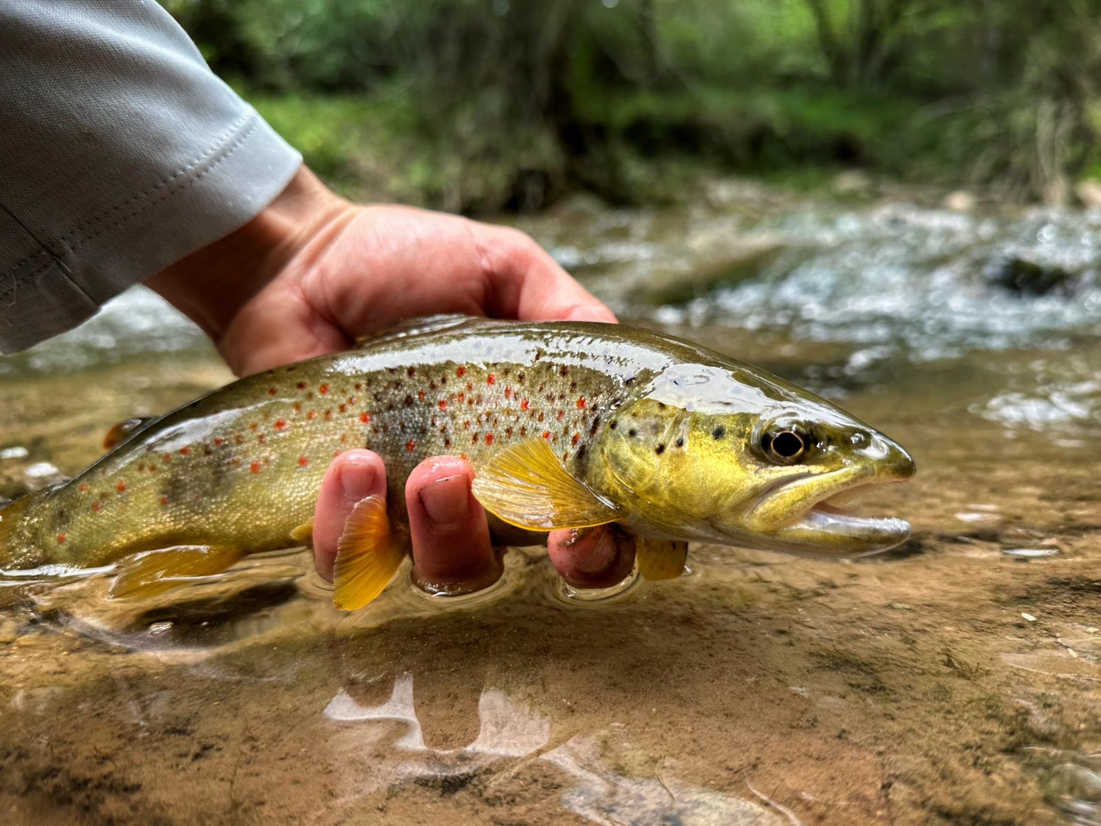 Mediterranean trout fishing near Barcelona: Angler proudly holding a large Mediterranean trout, showcasing its unique markings.