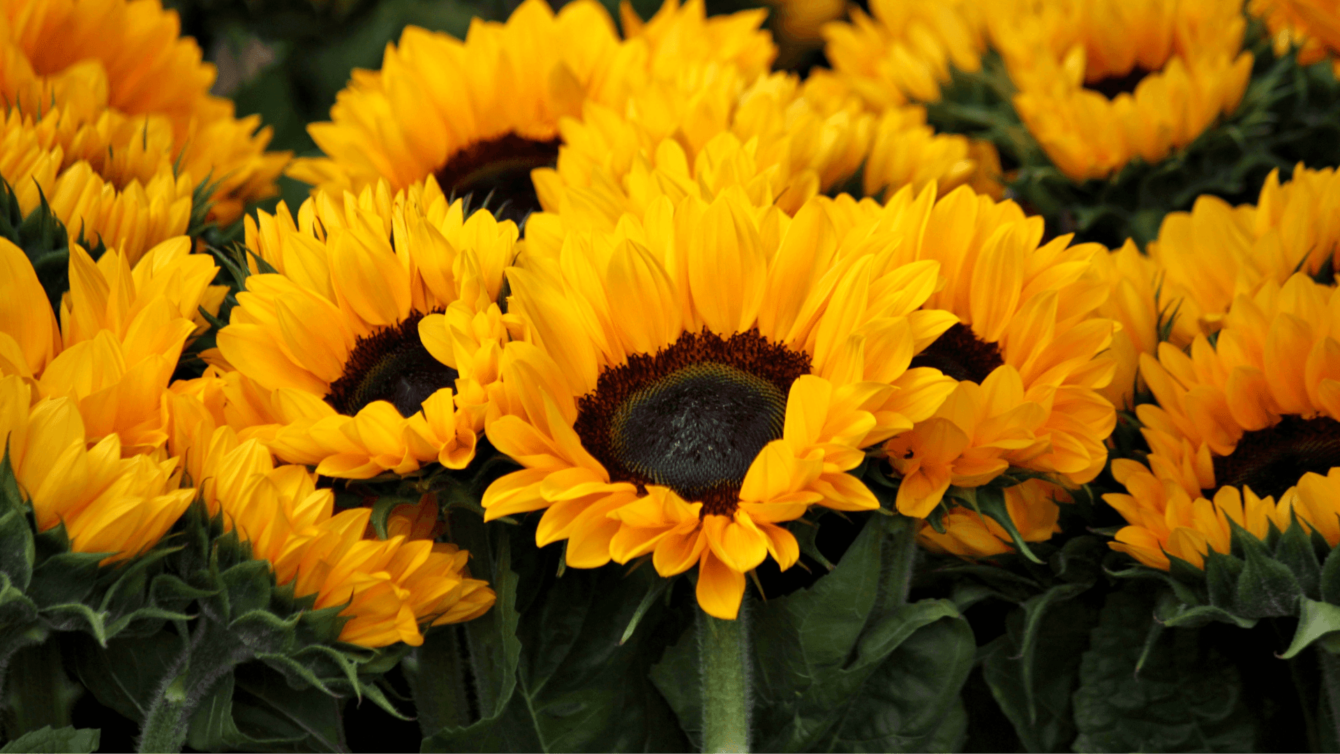 five children smiling while doing peace hand sign