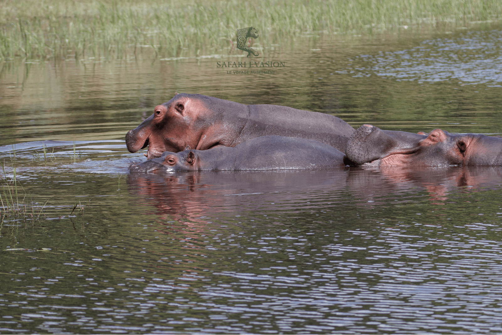 3 hippopotames
