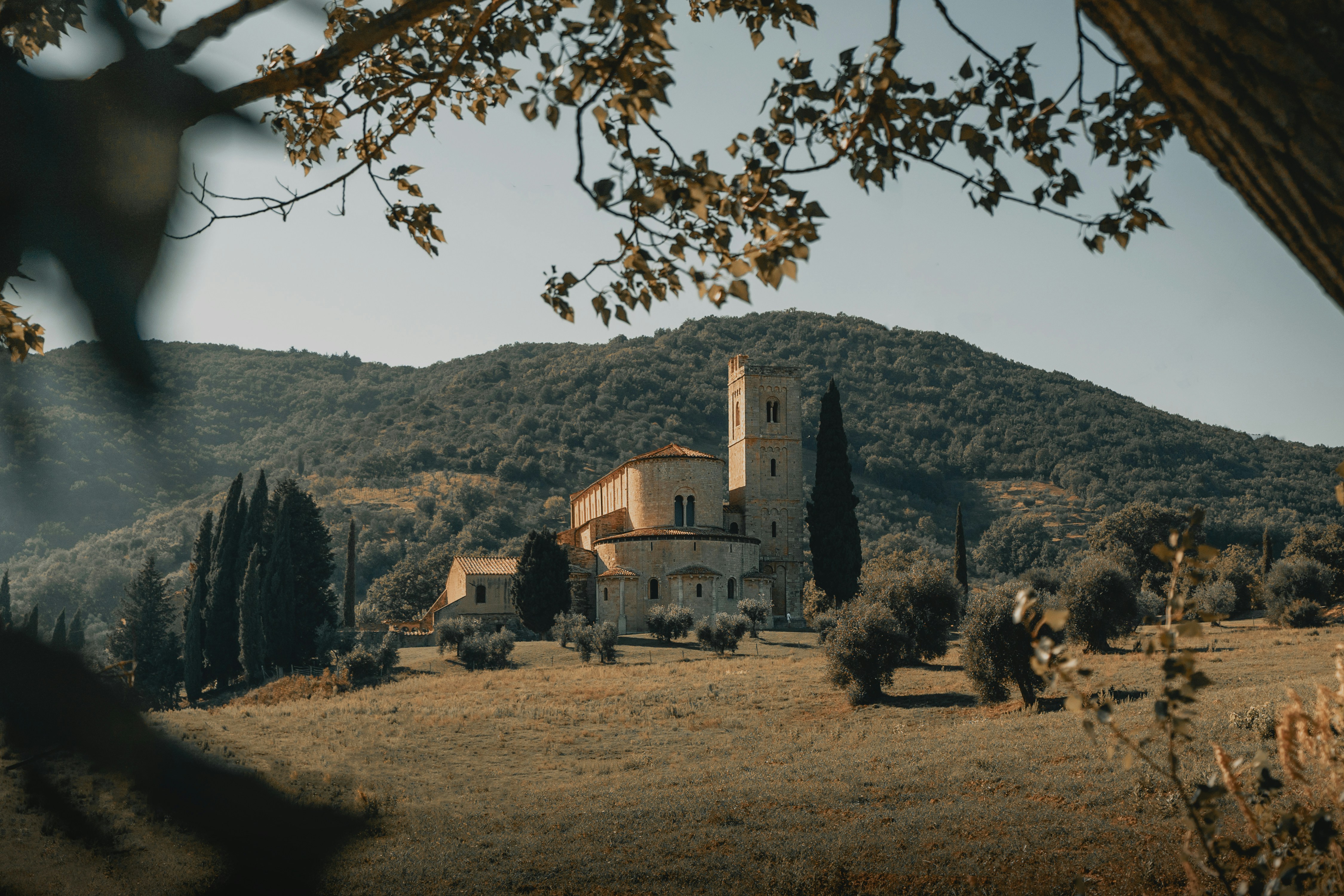 Building on a hill surrounded by an olive grove