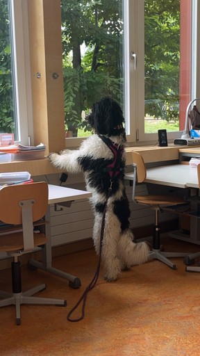 Lovis auf zwei Beinen am Fenster