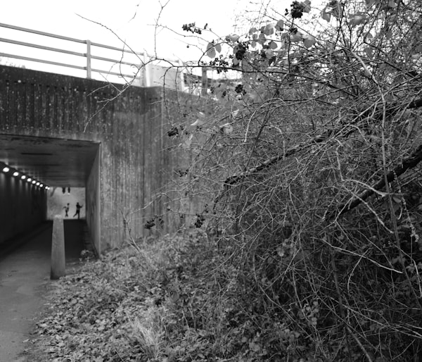 A safe tunnel built under a road for animals to cross