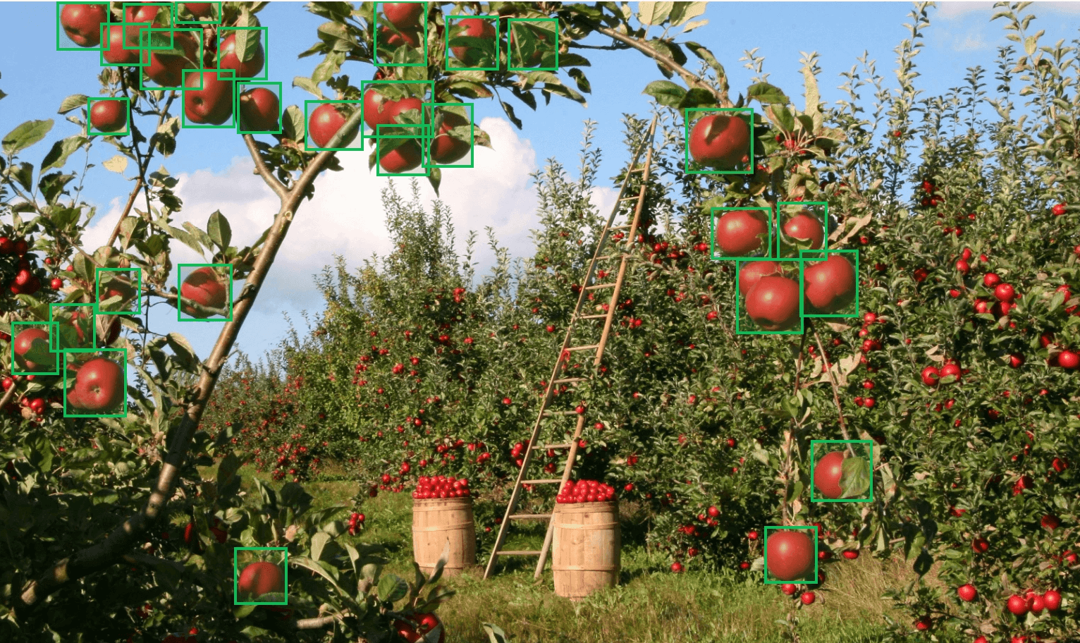 apples on a tree and segmented by AI