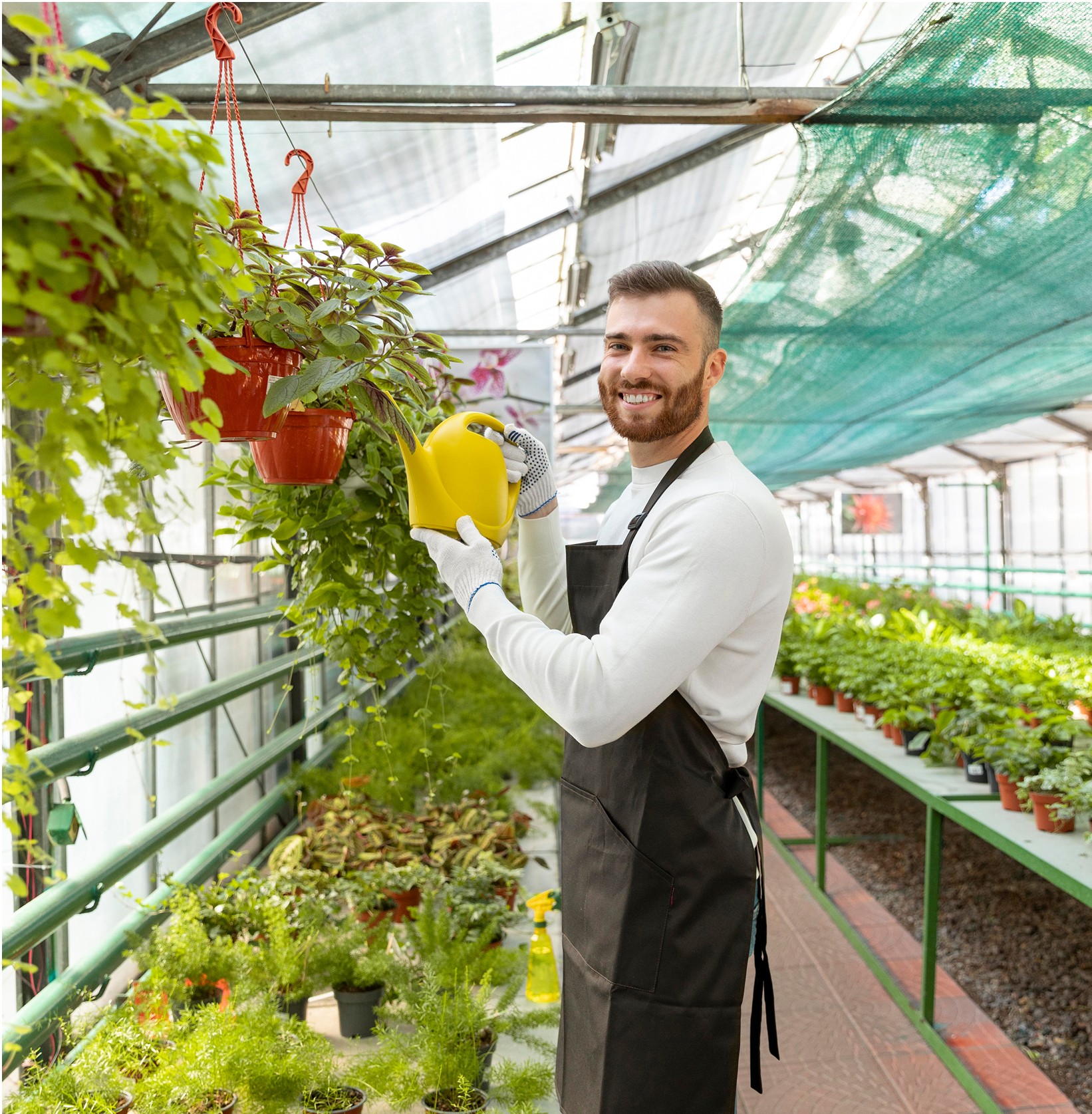 A man watering hanging plants in a bright, spacious greenhouse filled with lush greenery and vibrant foliage, wearing a black apron and white shirt.