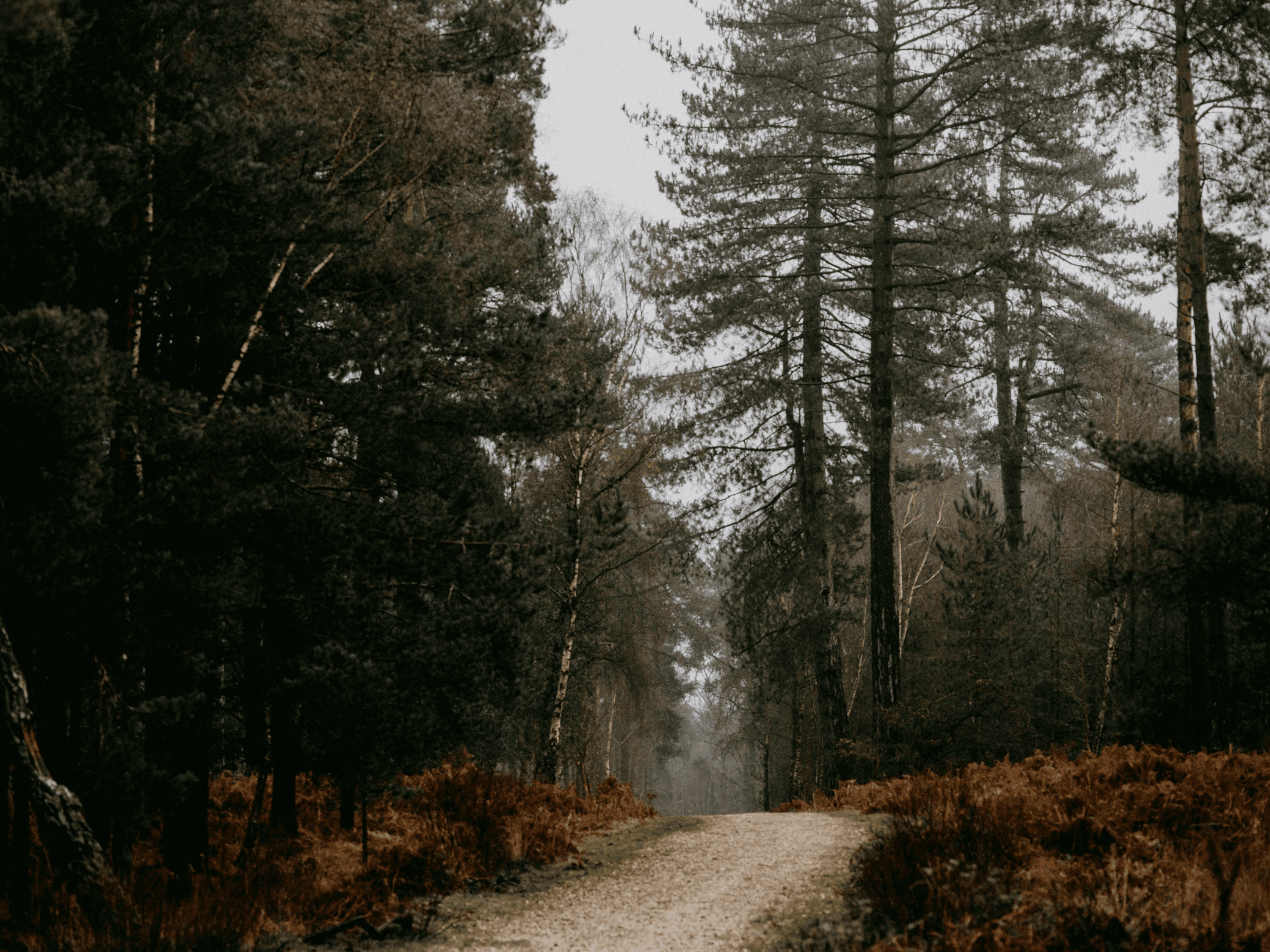 Misty forest path with tall pine trees representing Strawtown's commitment to environmental sustainability