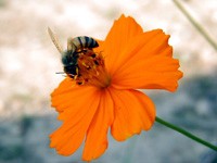 Abelha coletando néctar em flor laranja de cosmos, com fundo desfocado