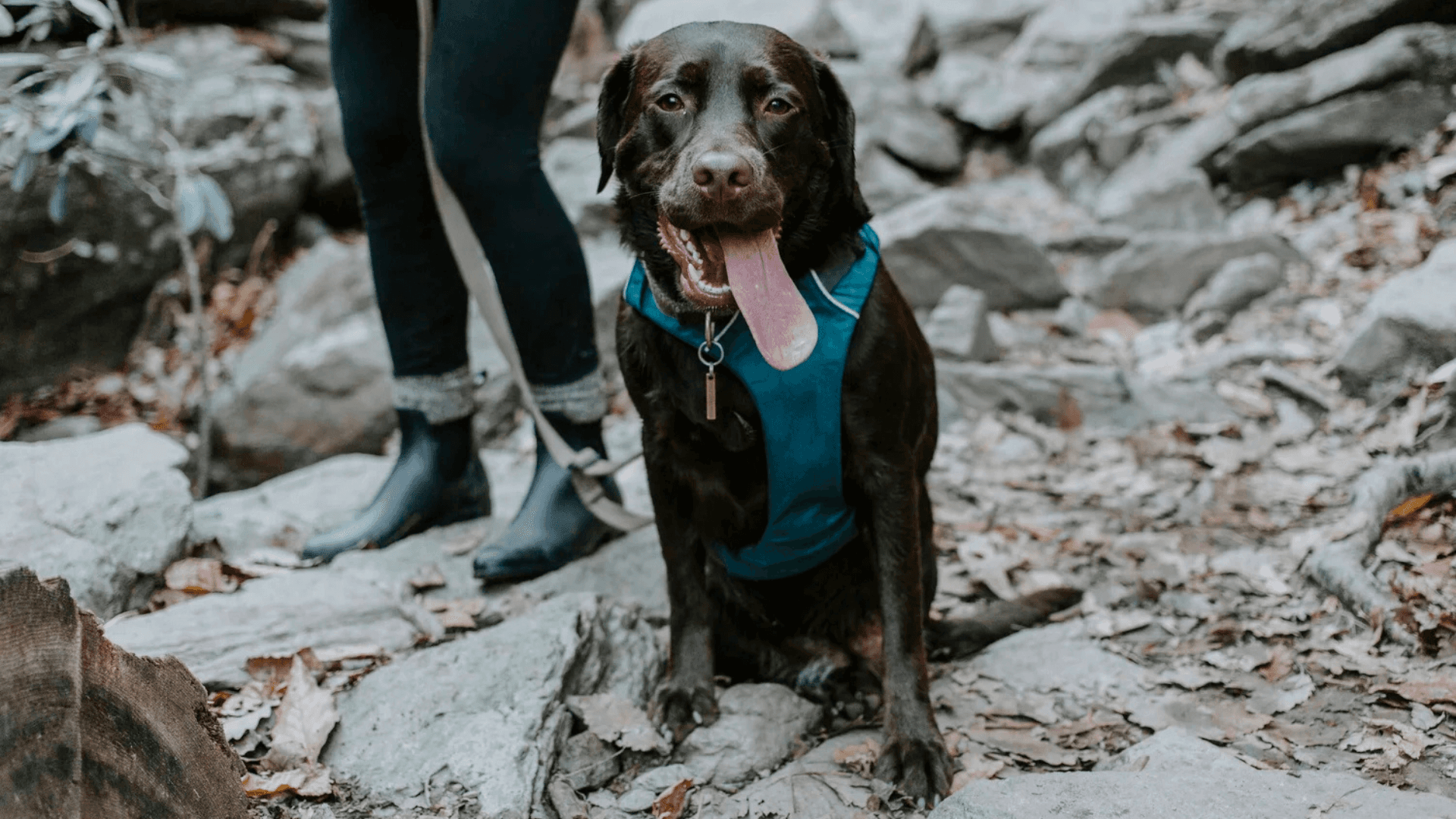 Brown dog wearing a teal harness sitting on a rocky forest trail beside a person holding its leash.