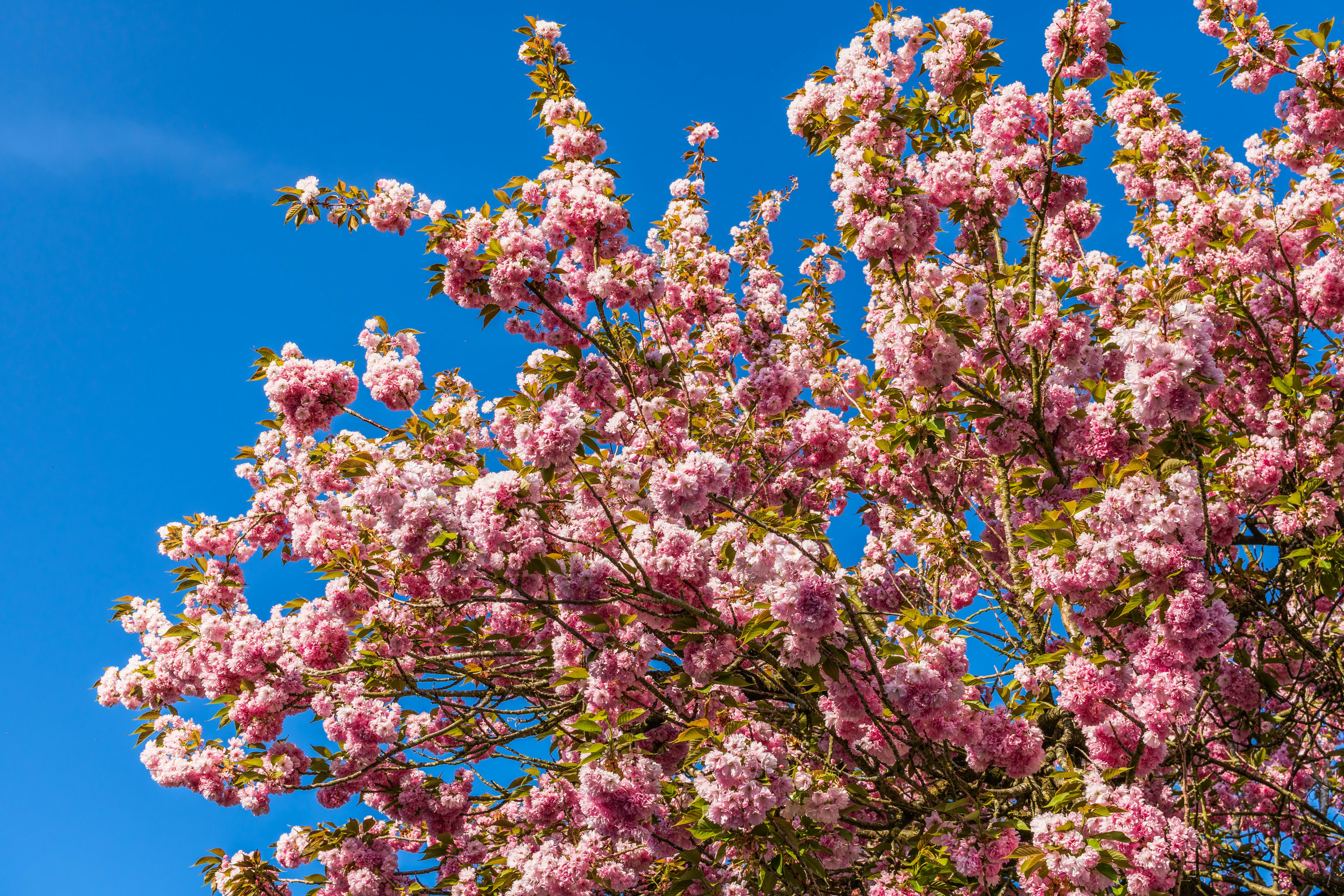 Vibrant pink Kanzan cherry blossoms in full bloom against a clear blue sky in Metro Vancouver.
