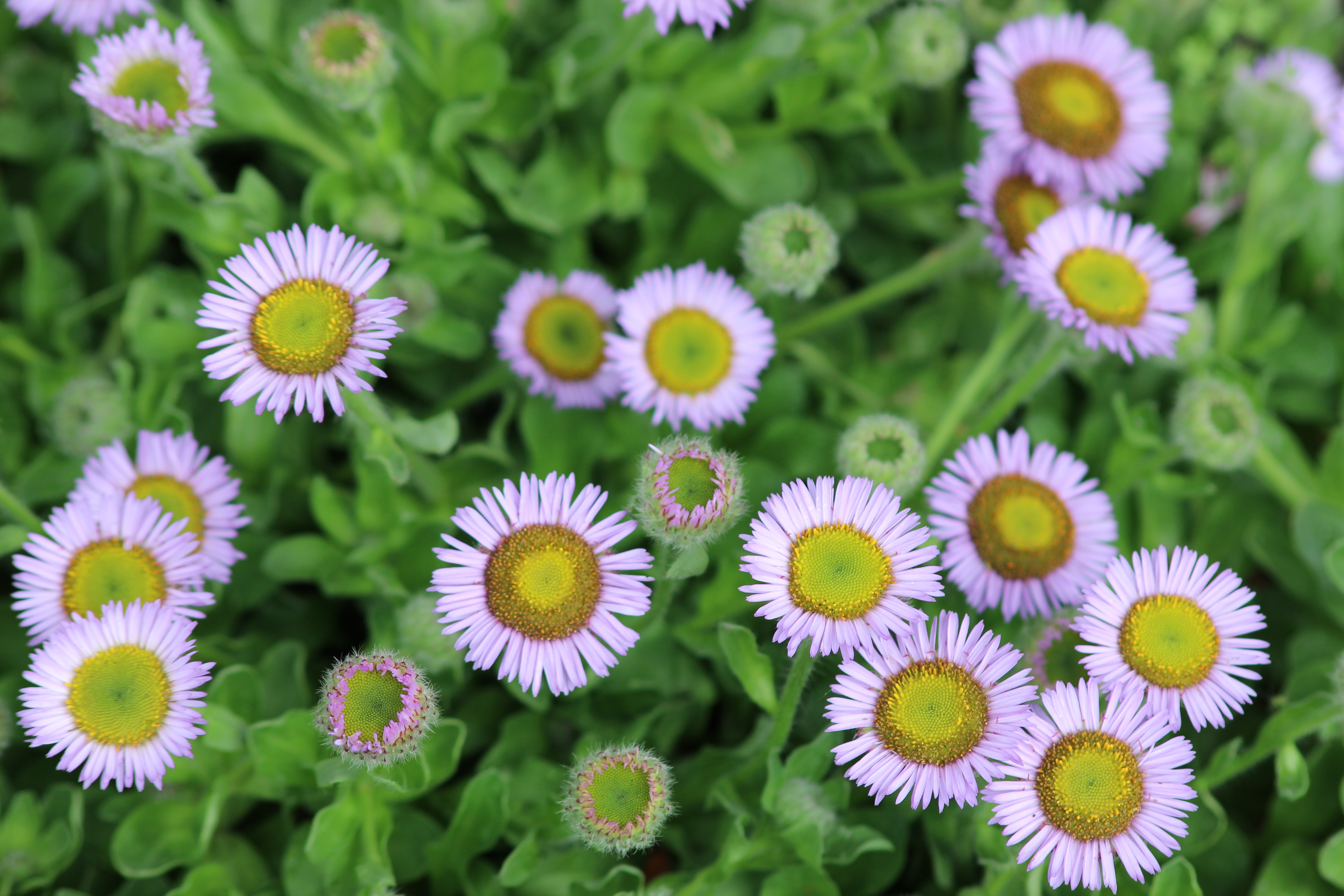 blue sky and white clouds over the sea
