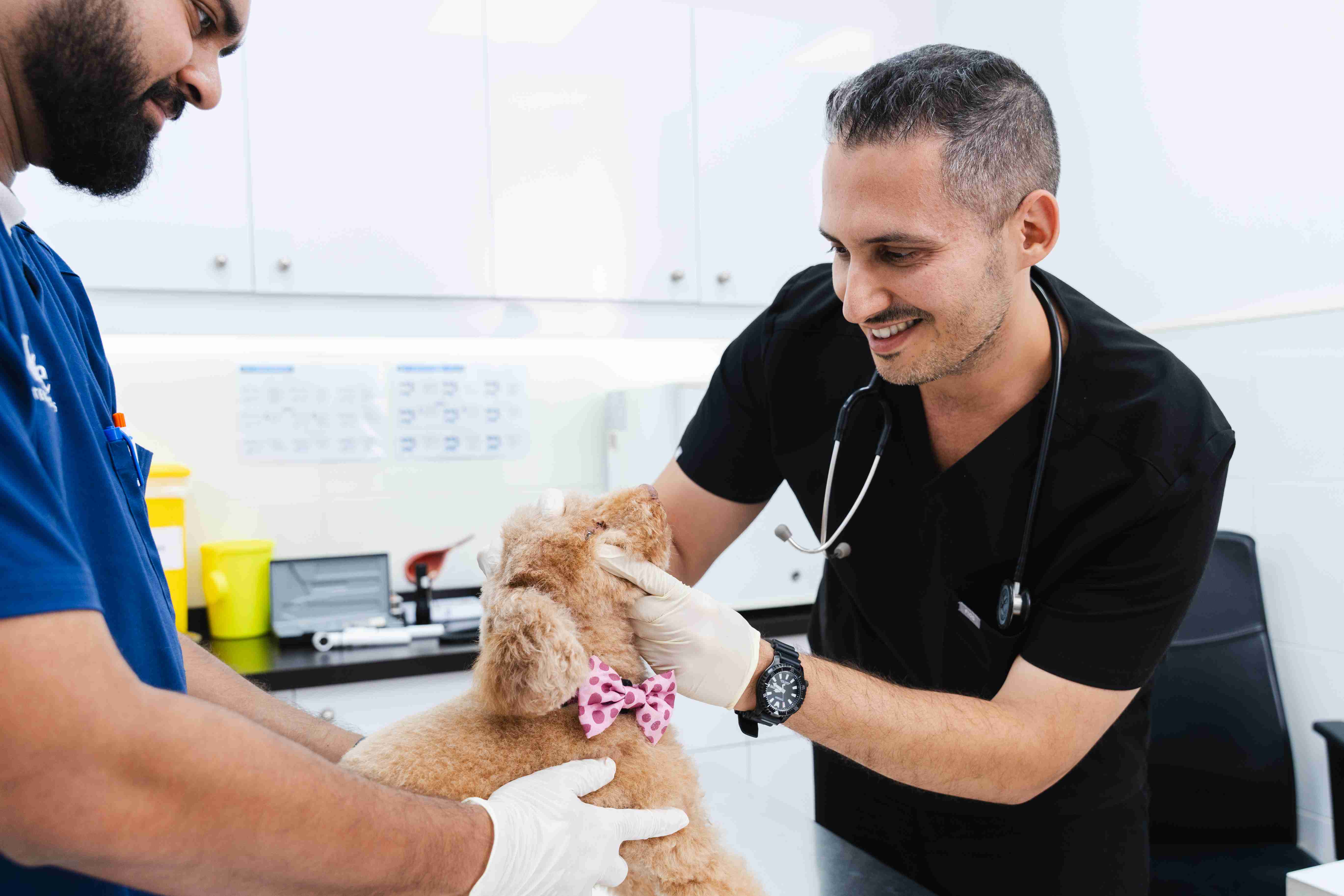 Smiling veterinarian in scrubs holds a fluffy puppy in a clinic. The setting is clean and professional, conveying warmth and care that helps the dog remain calm and stress-free.