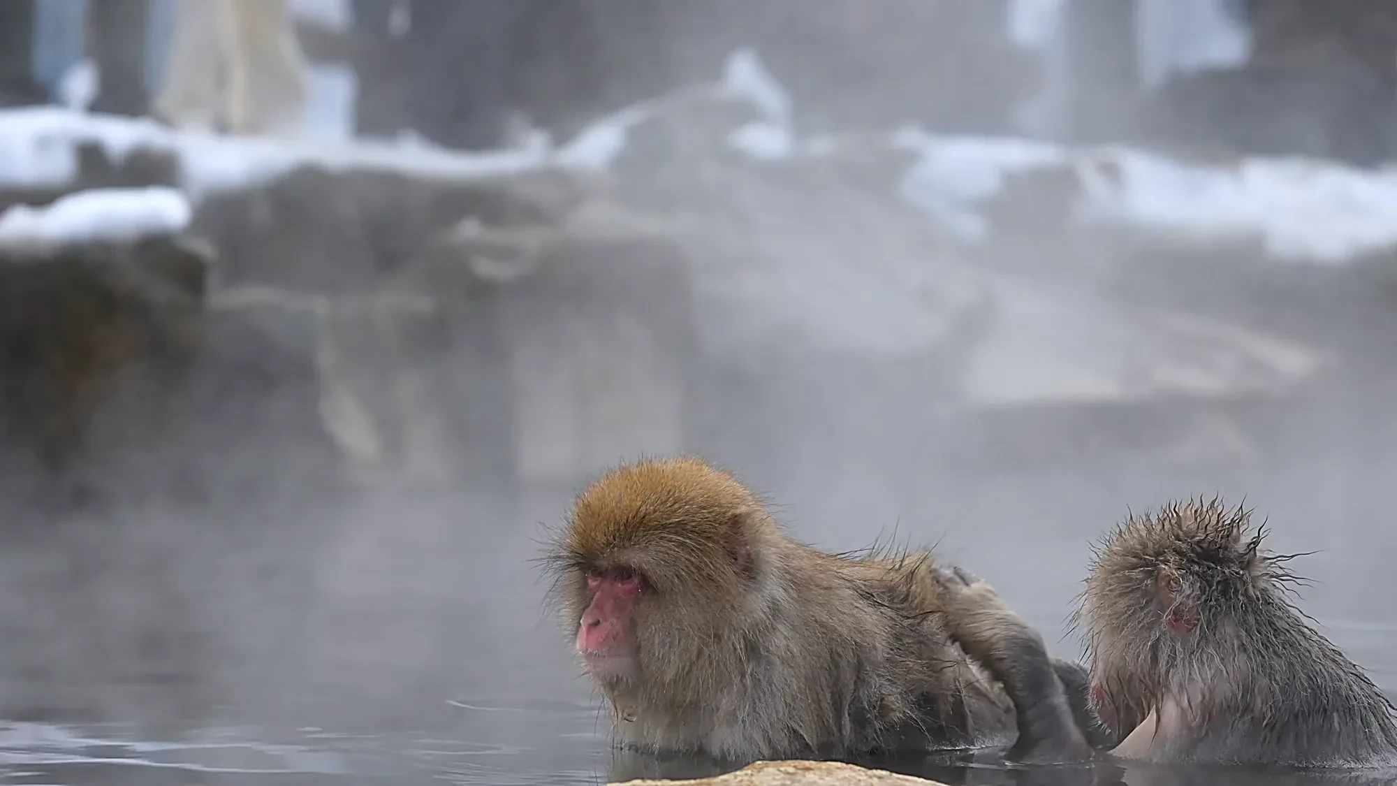 grooming monkeys in Japan in hot springs