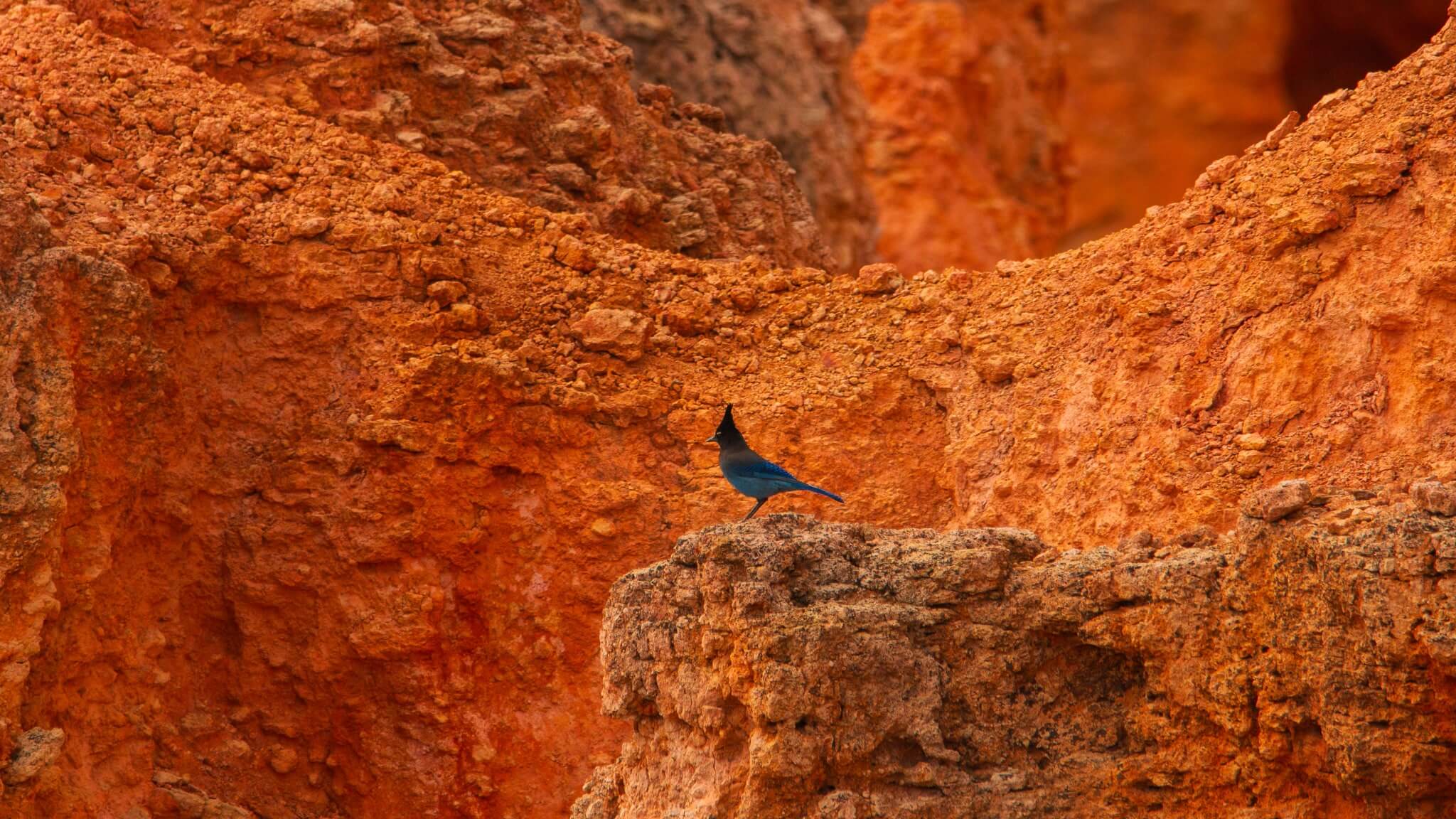 a blue bird on red rocks