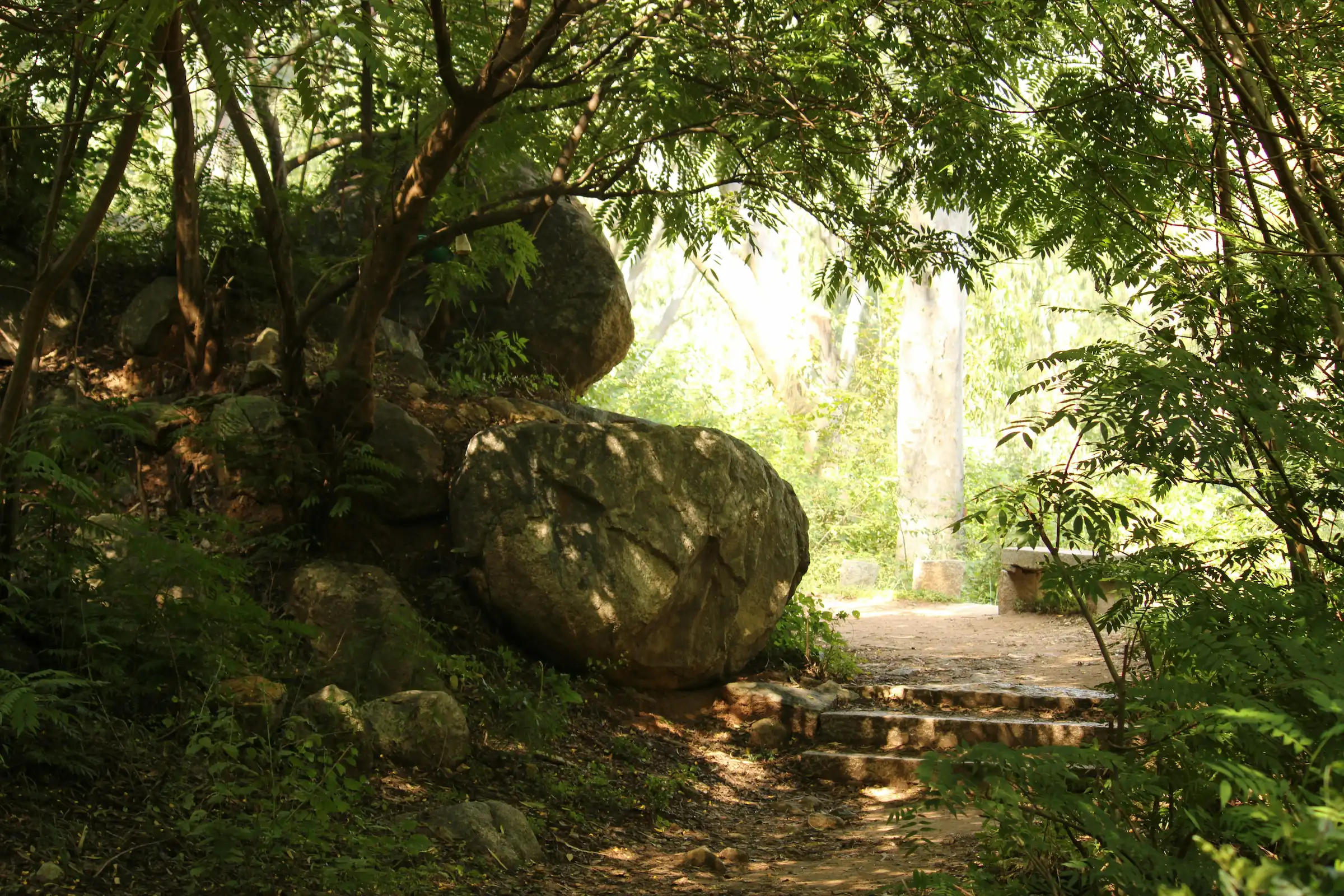 Ein schattiger Pfad im Amazonas-Dschungel führt zum Friedenszentrum Peru – Ort für Erholung und Gesundheit.