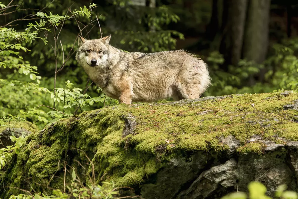 Here comes the alt text