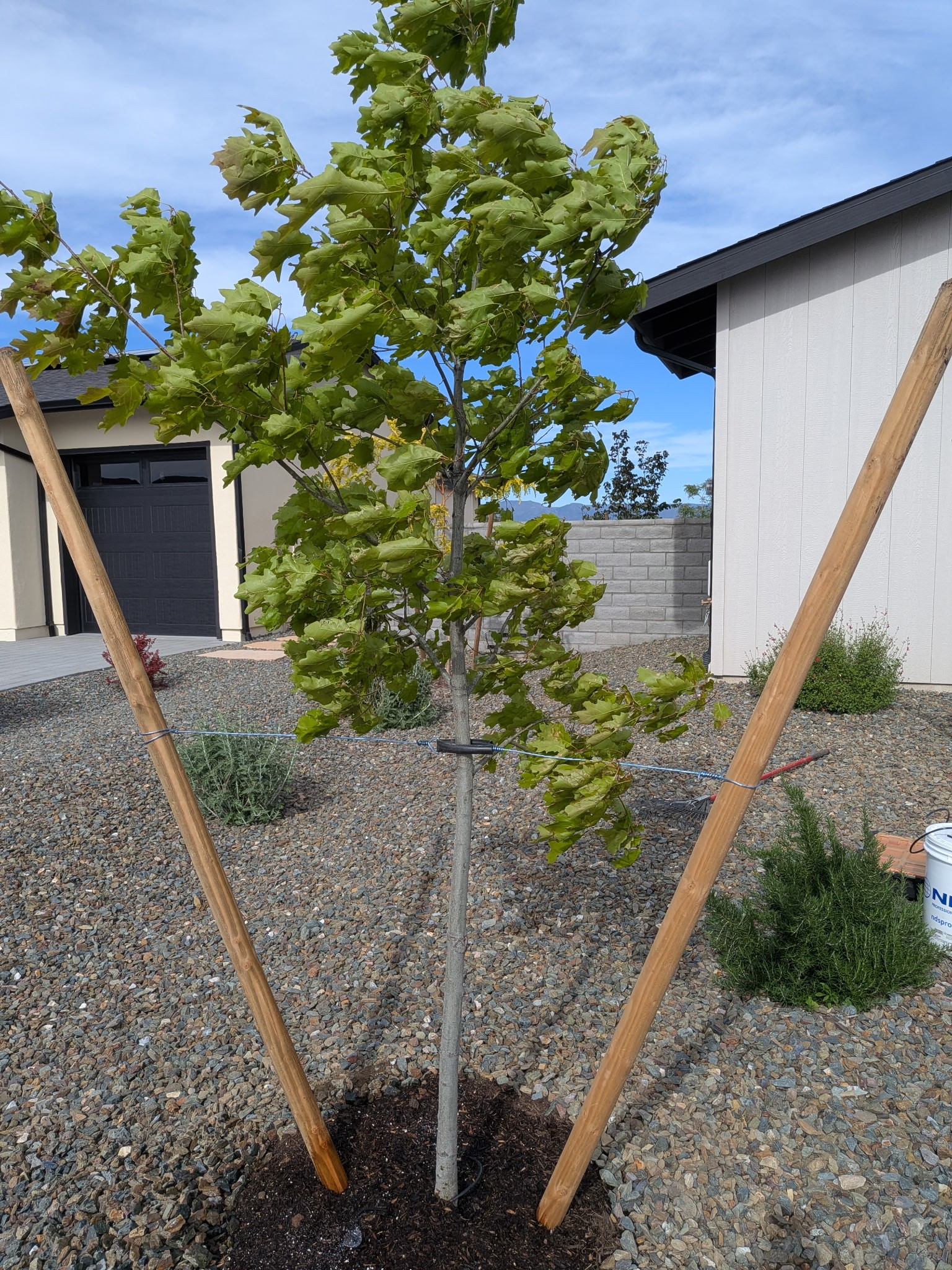 New residential planting