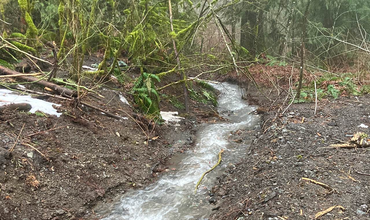 Natural spring water channel flowing through forested terrain