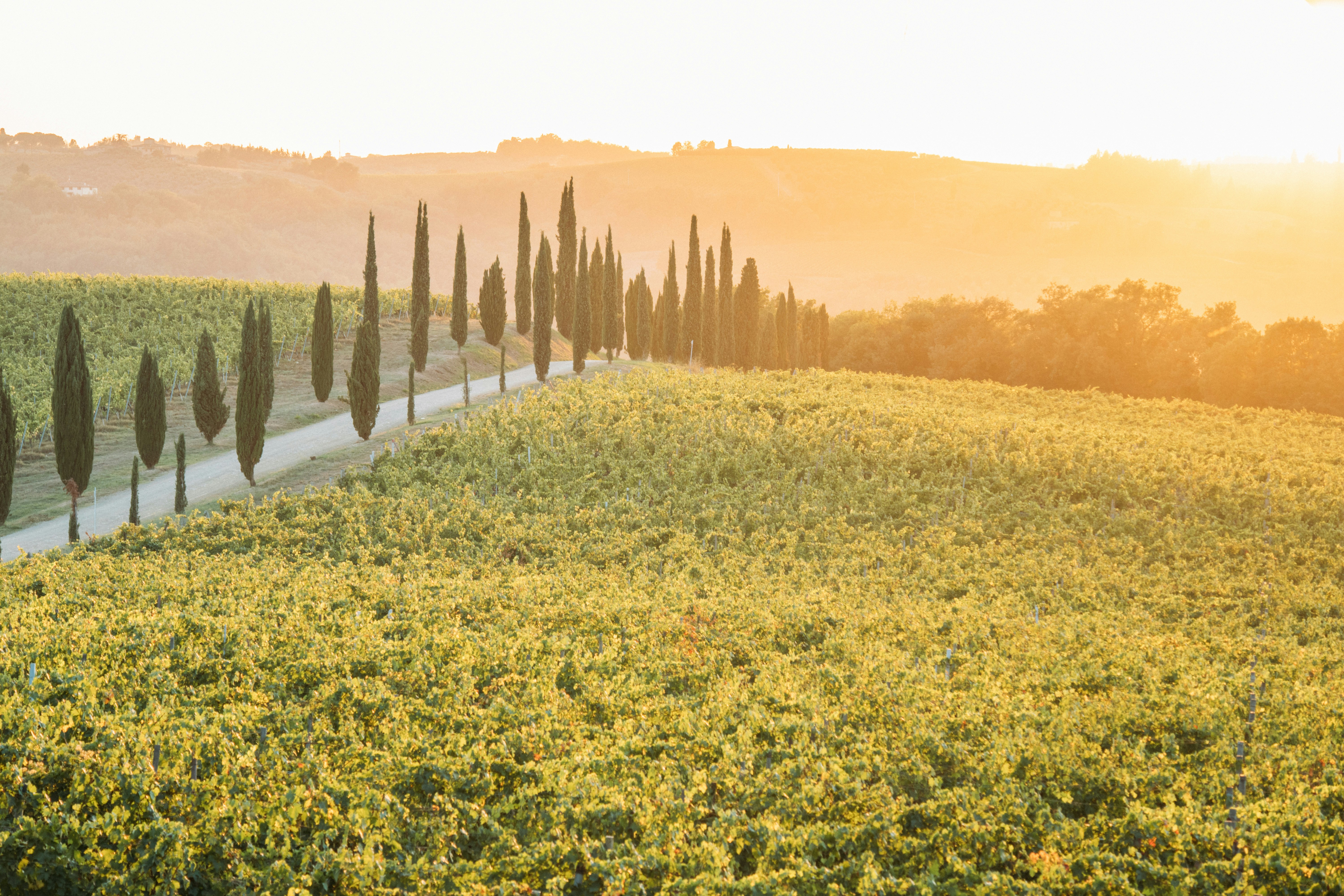 Cypress trees lining a road through a vineyard at sunset
