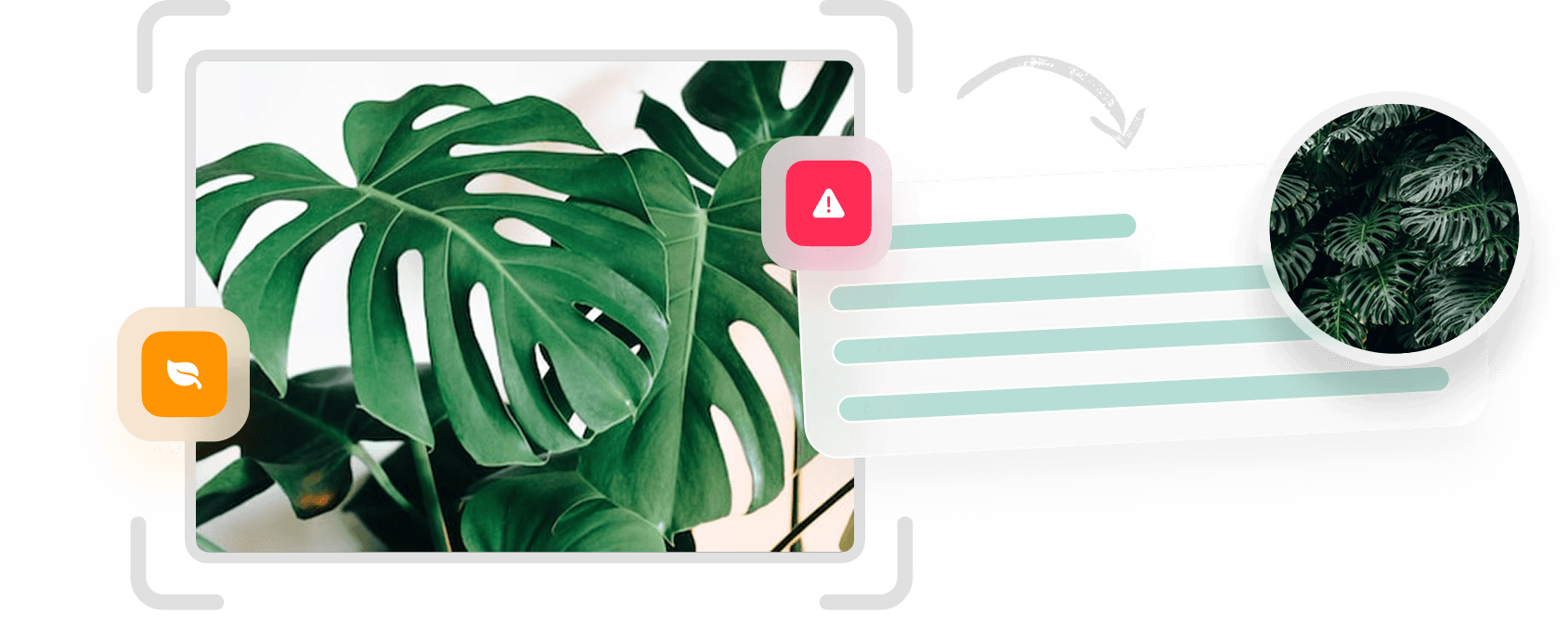 Plant identification