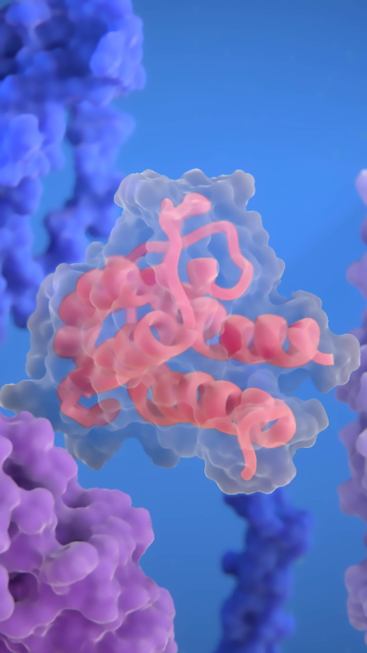 3D visualization of interleukin 2 molecule in the ribbon and surface representation