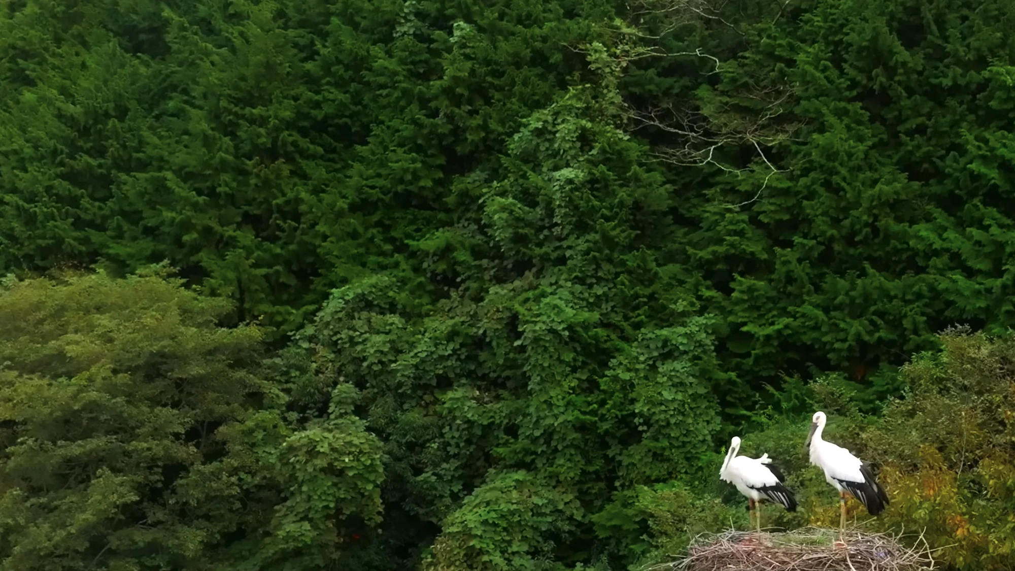 An Oriental white stork on its nest in the hills above the Toyooka basin near Kinosaki.