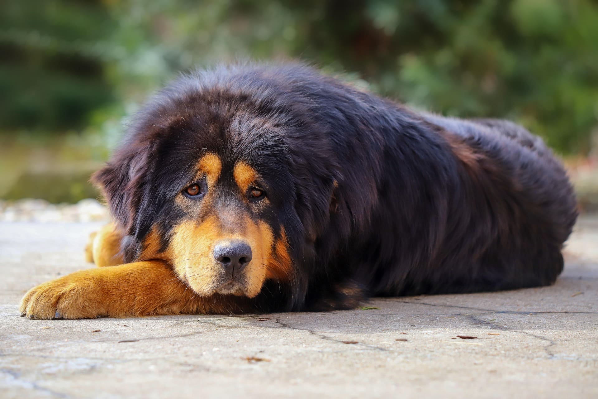 A Tibetan Mastiff is lying down on the concrete floor with its face on its foreleg.