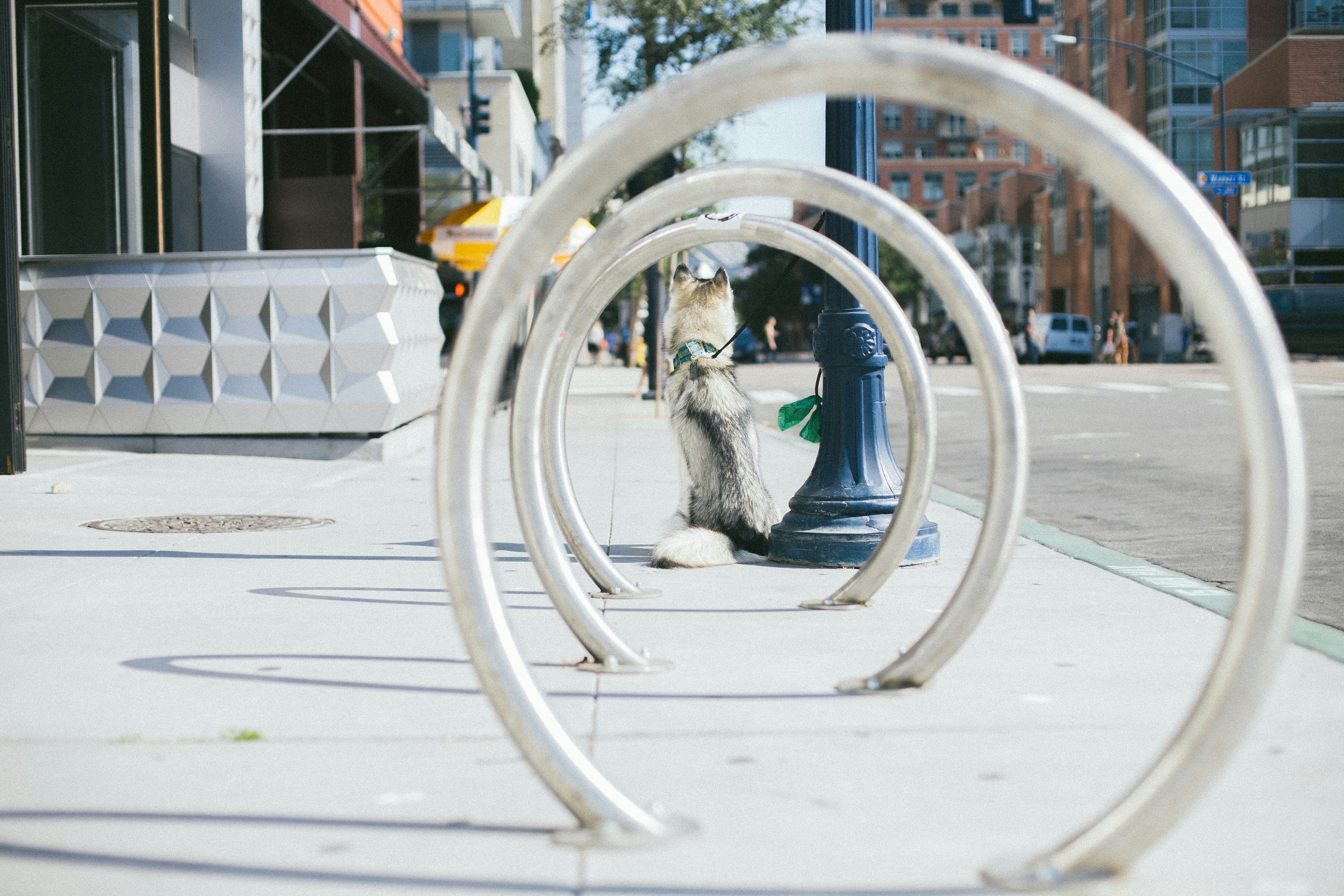 A set of hoops for chaining bicycles with a dog sat at the end