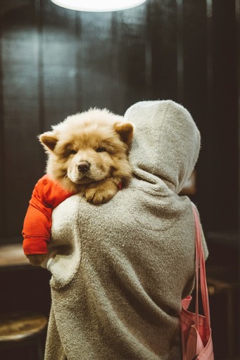 progressive dog parenting movement choosing evolution over traditional dominance training