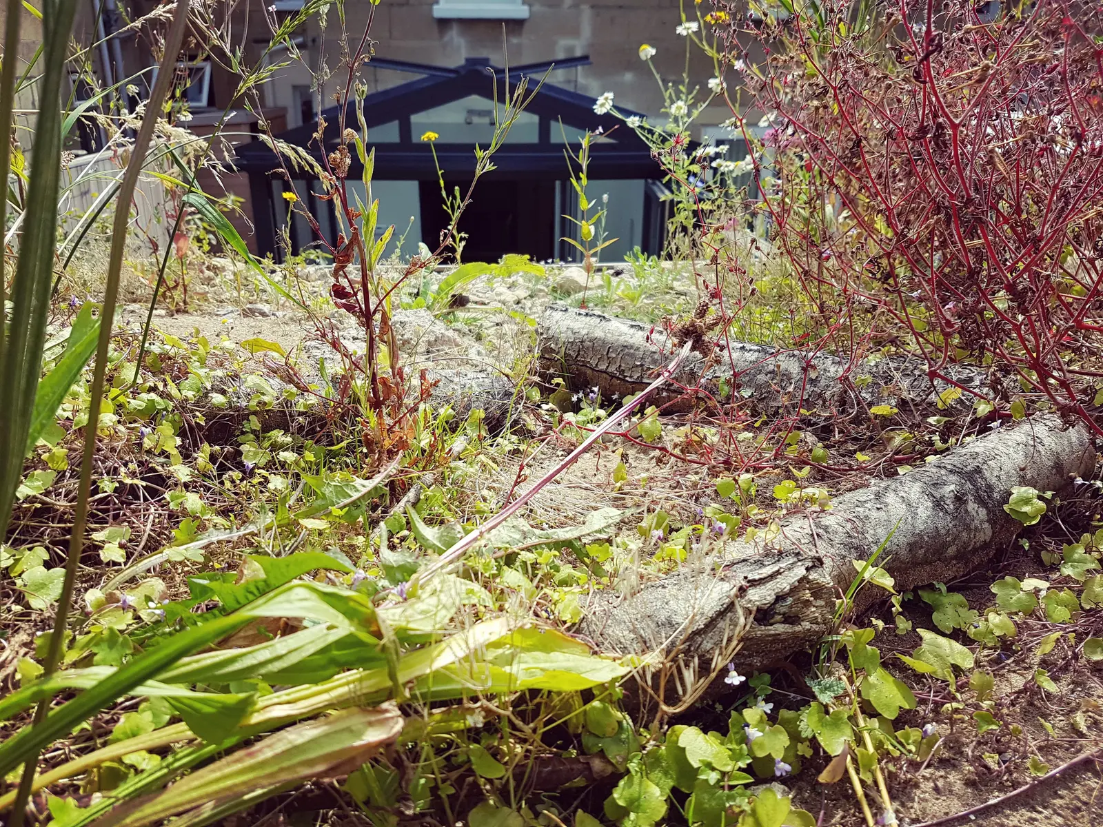 A serene garden scene featuring fallen logs, plants, and a blurred entrance in the background surrounded by greenery.