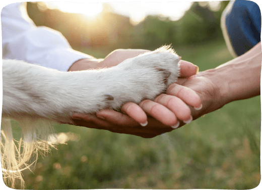 dog places paw on hand