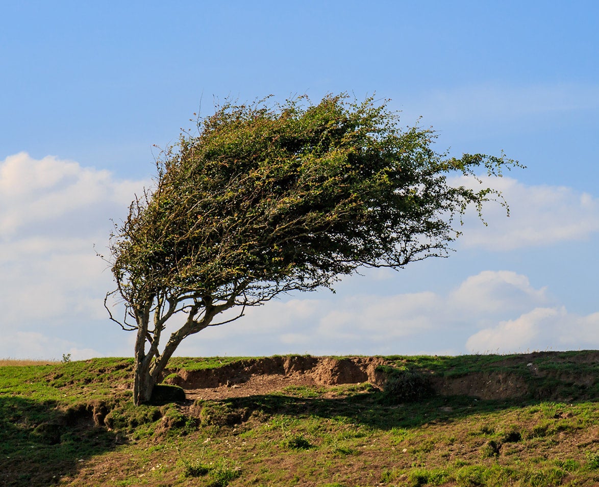 Wind