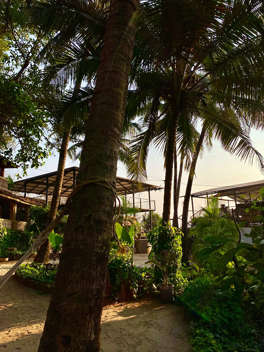 Tropical garden path with palm trees and lush greenery near the beach.