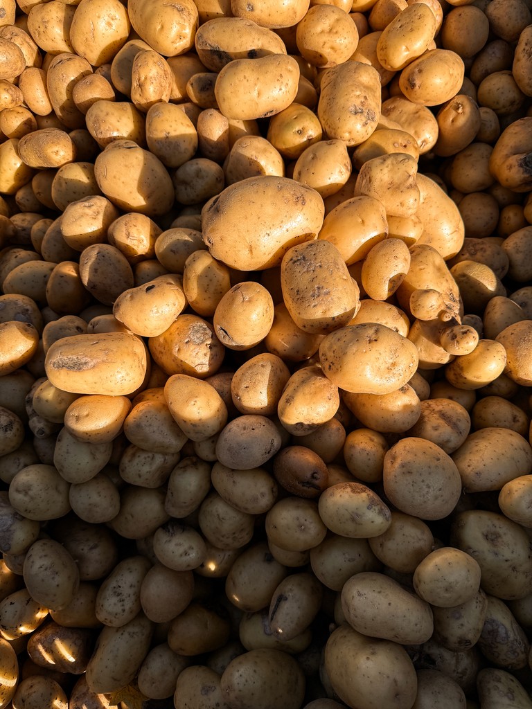 Chef Paolo Salvati ingredients — Tuscan producers for Dubai interventions