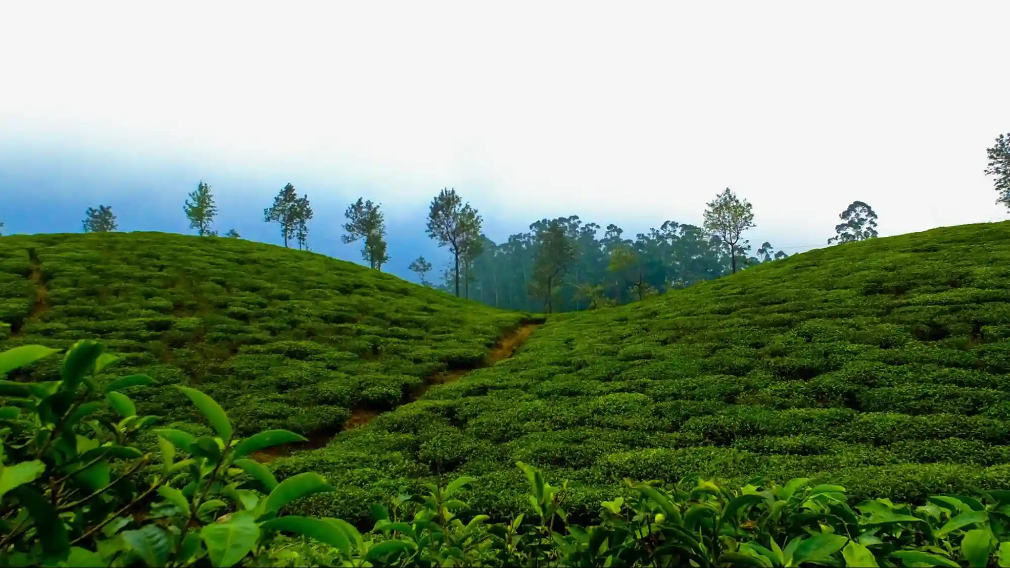 What Makes a Tour Operator the Best Choice for Exploring Kerala
