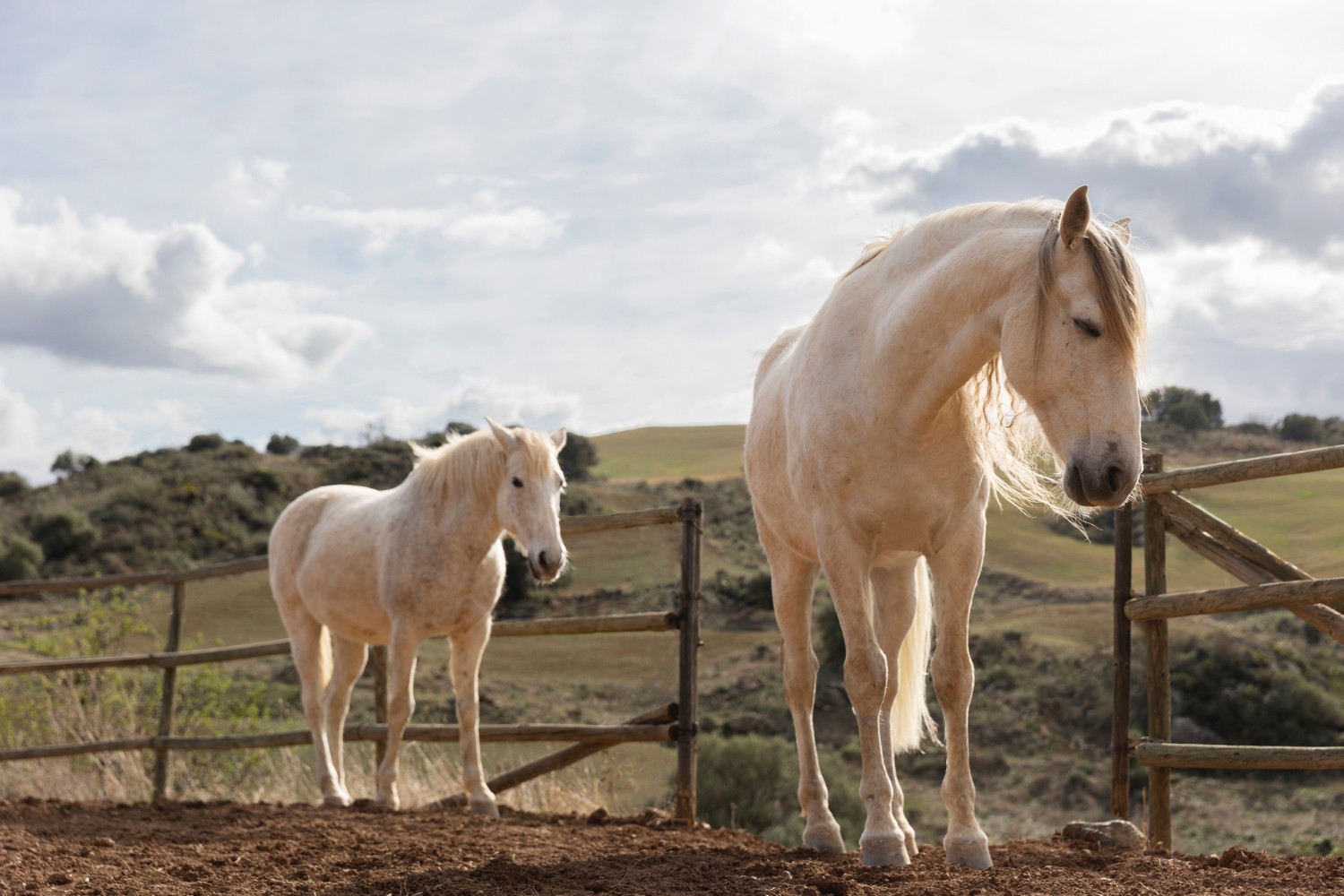 Horses Image