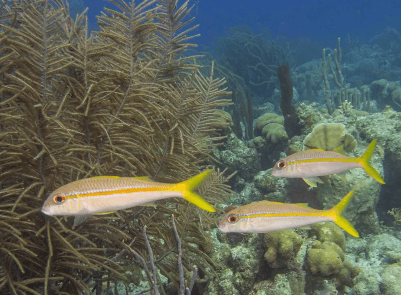 Fishes from refresher course Bonaire