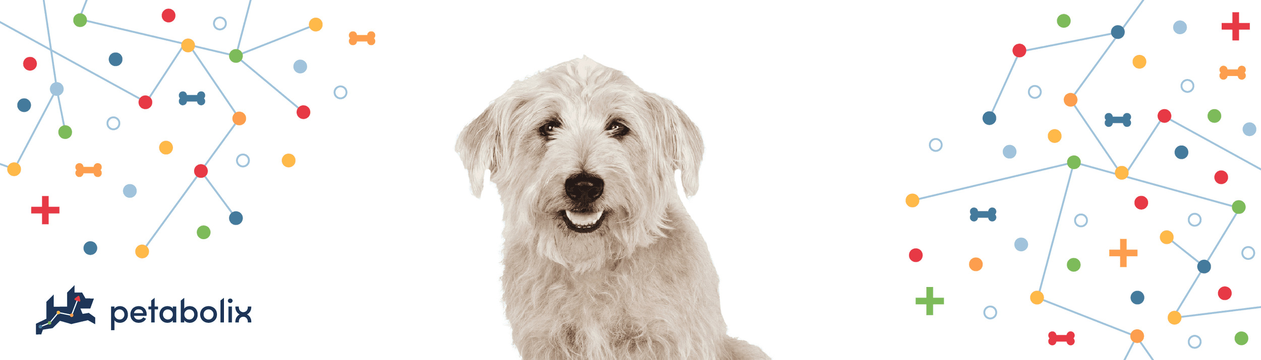 Glen of Imaal Terrier image