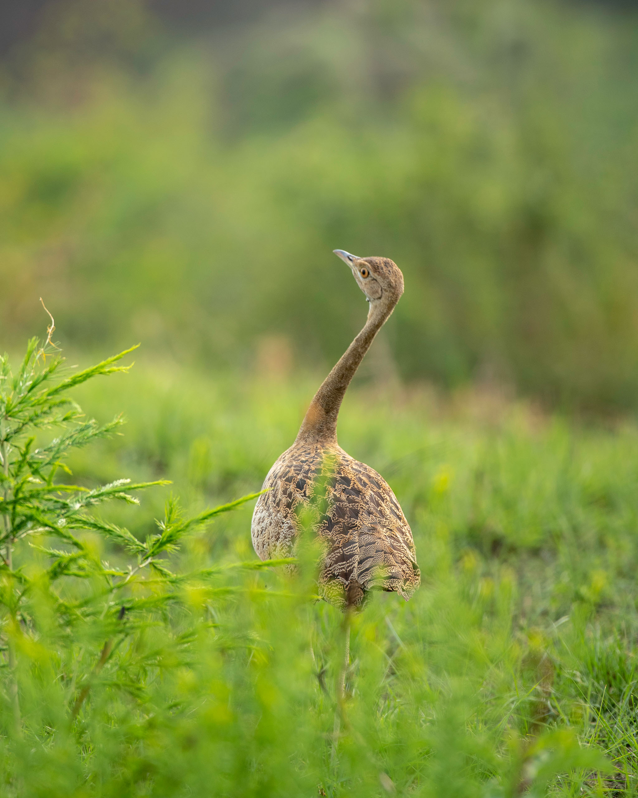 A black bellied bastard hunting in the Queen Elizabeth Plains