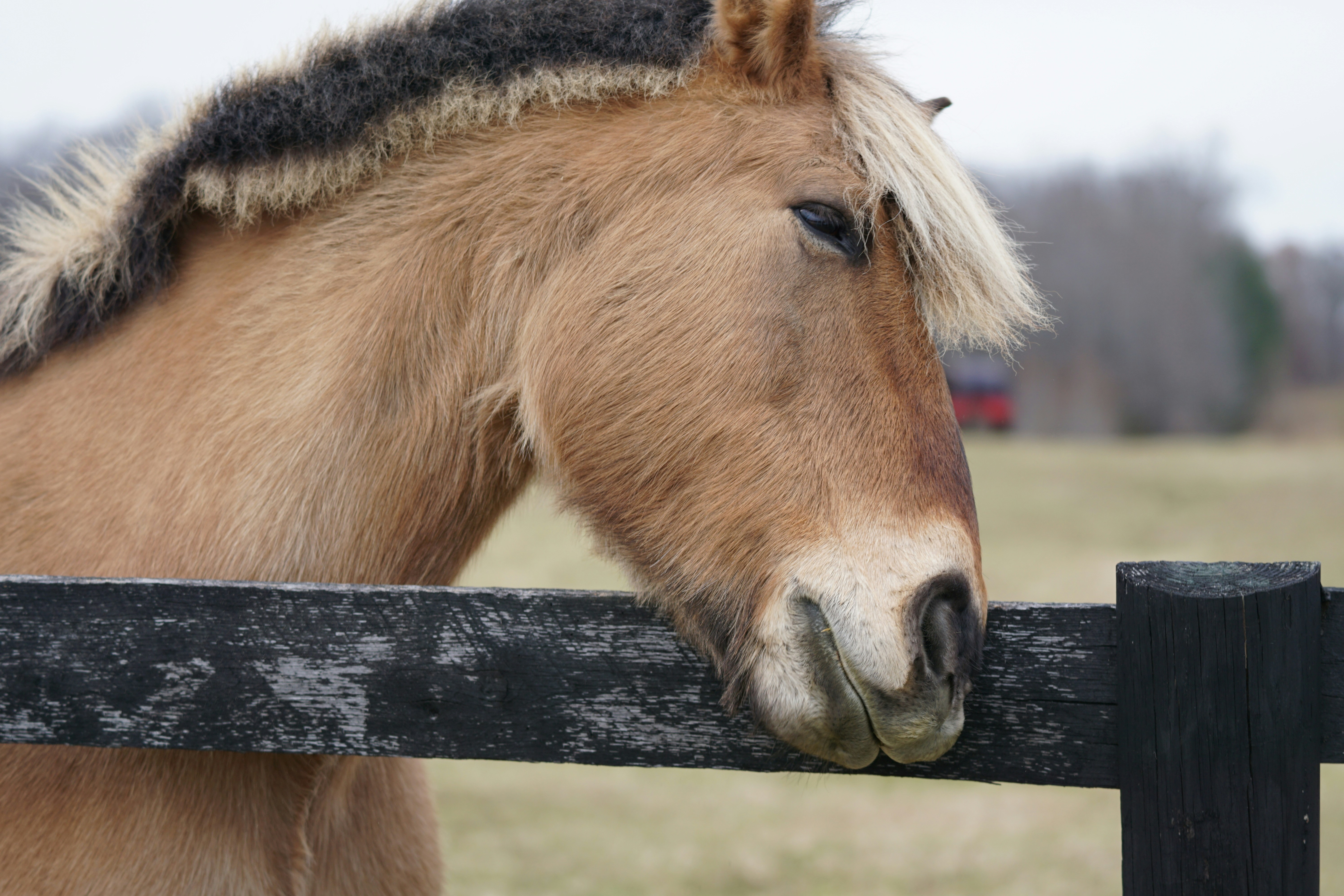 brown horse in front of the fence