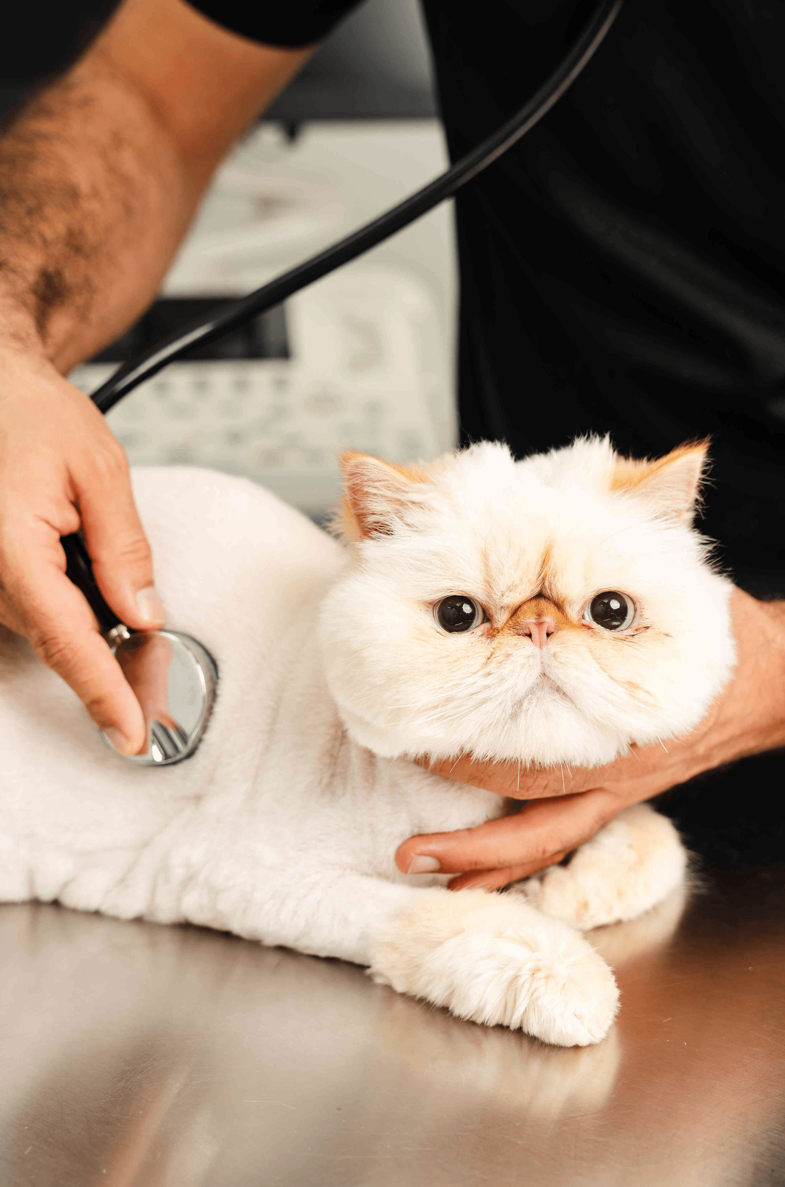 Grooming cats for health and hygiene