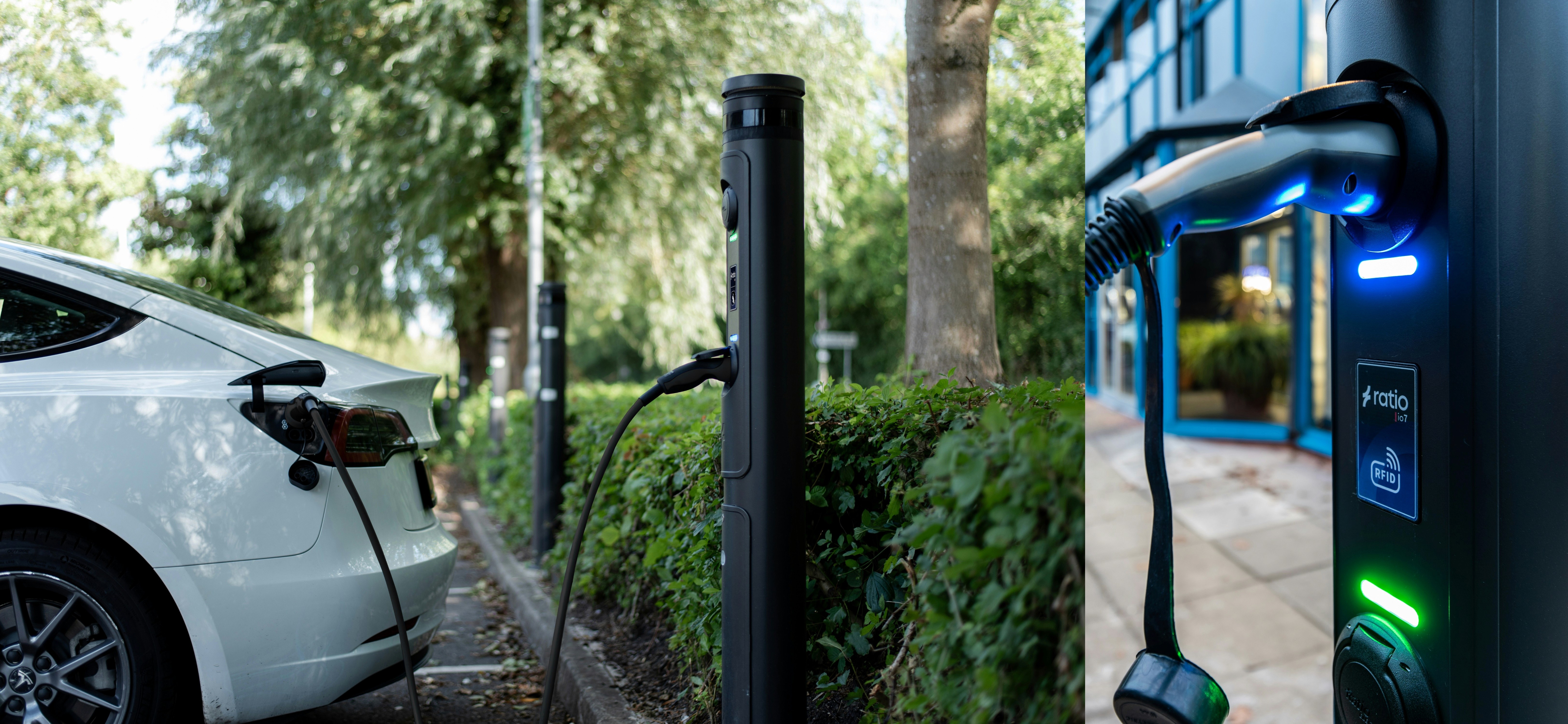 A green butterfly rests on a flower.