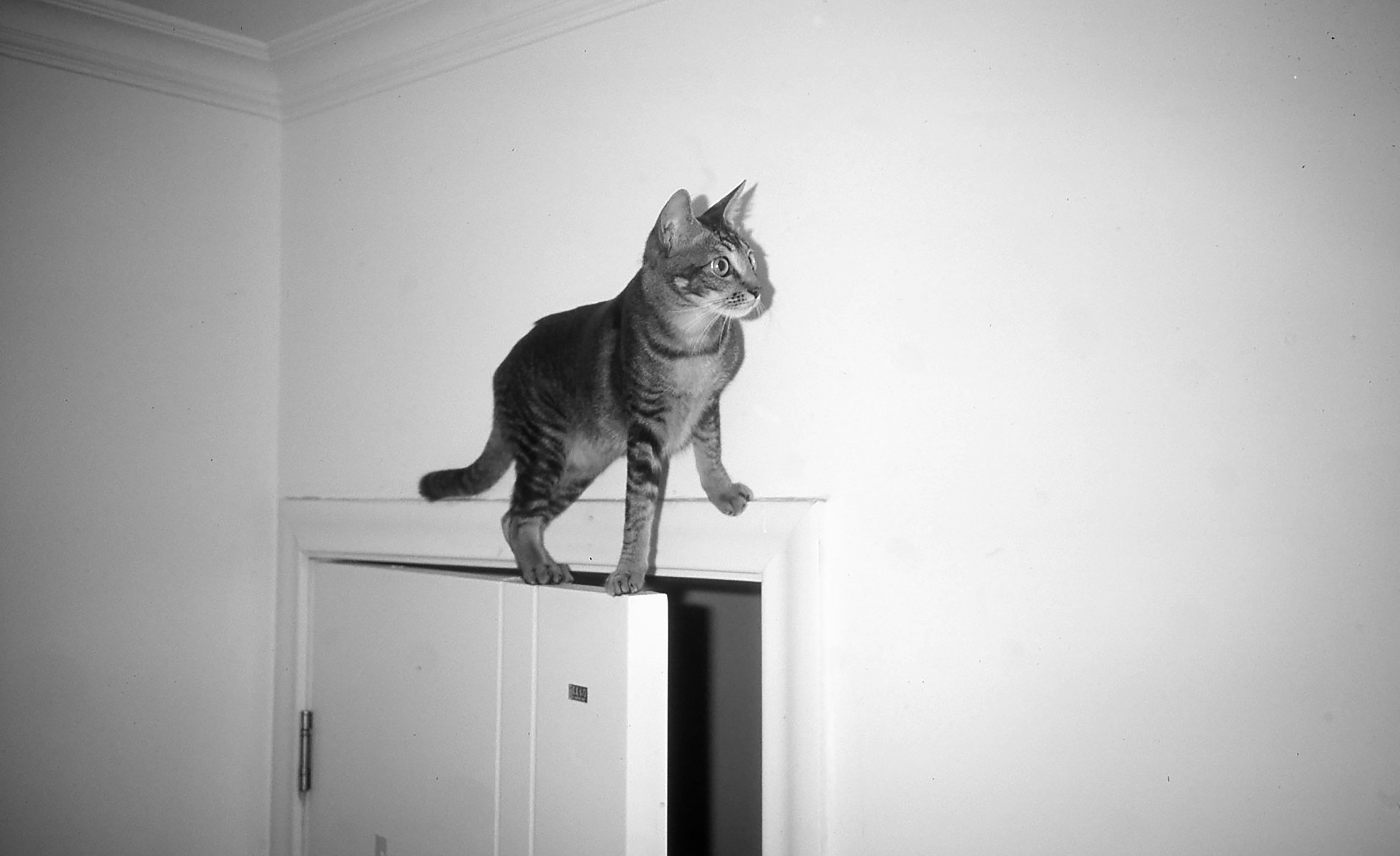 A cat stands on top of an open door.