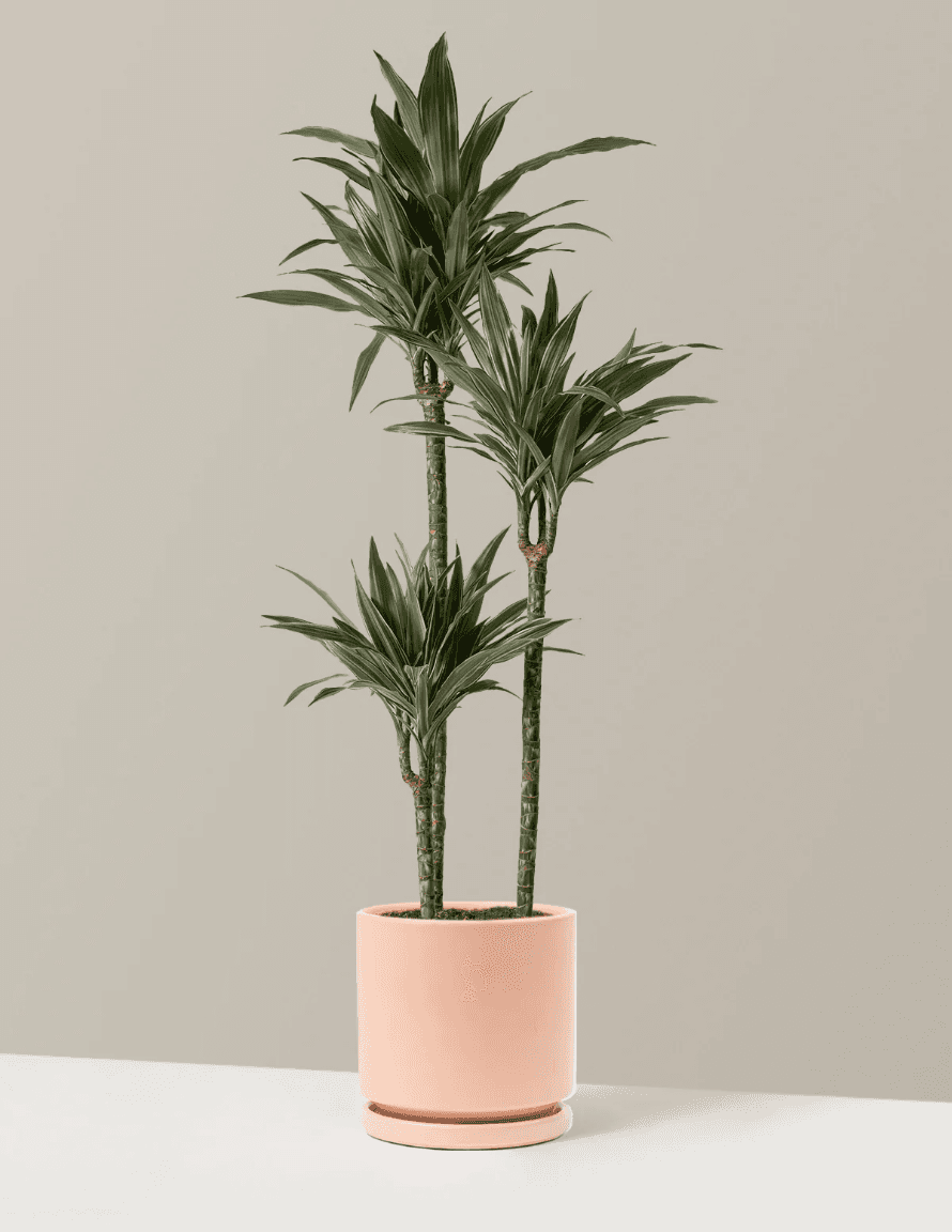 Plant image for 3D reconstruction