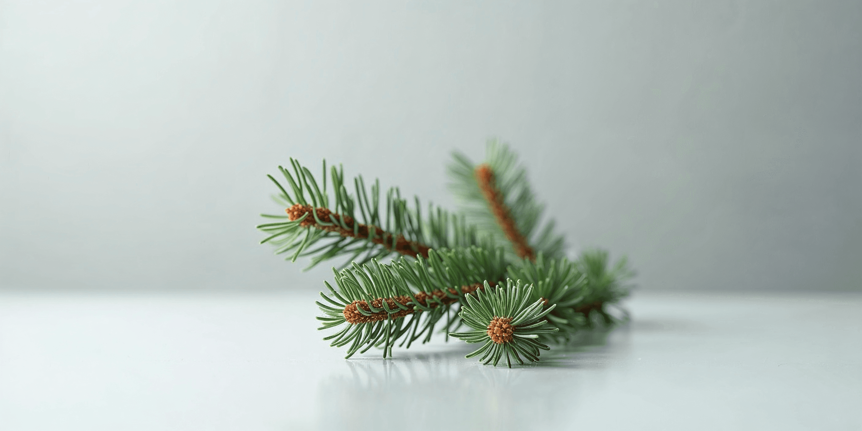 close-up of pine sprigs on a soft grey background